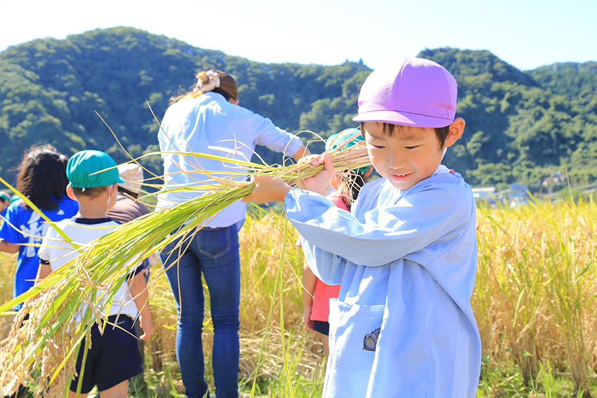 田んぼ